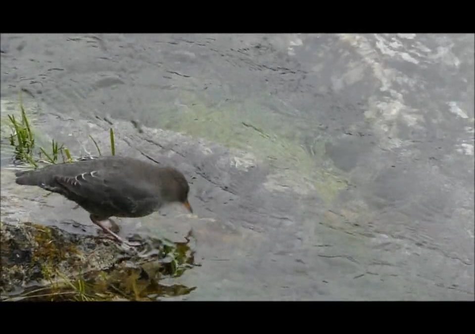 American Dipper Bathing in the Rain
