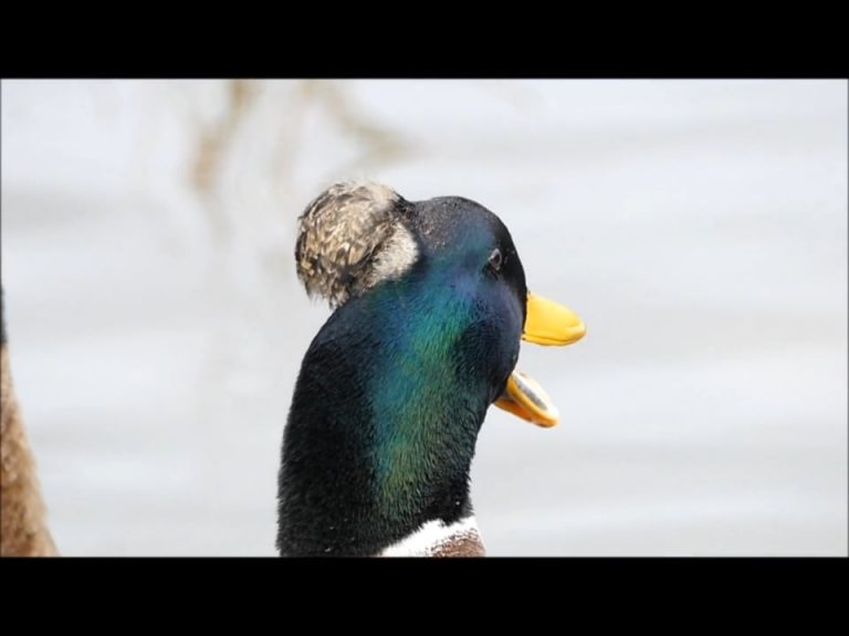 A Domestic Mallard