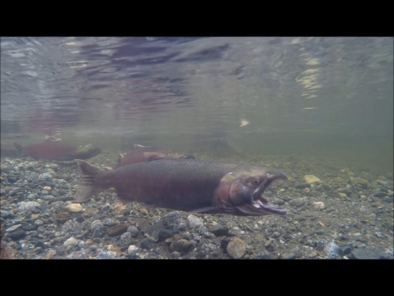 Coho Salmon at Spawning Time