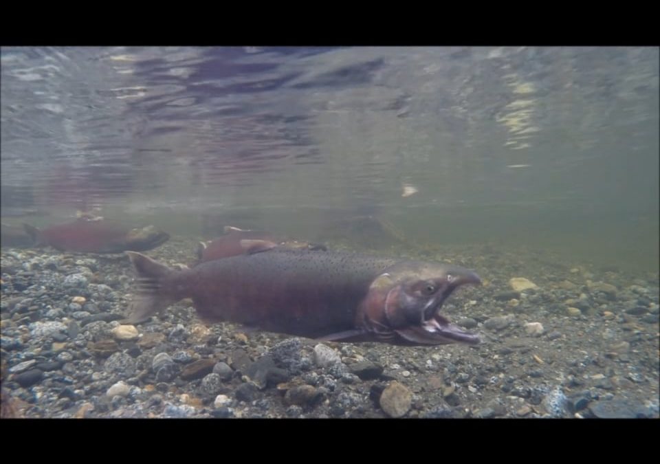Coho Salmon at Spawning Time