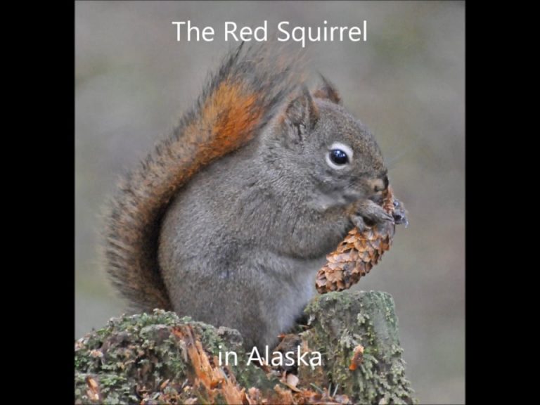 The Red Squirrel in Alaska