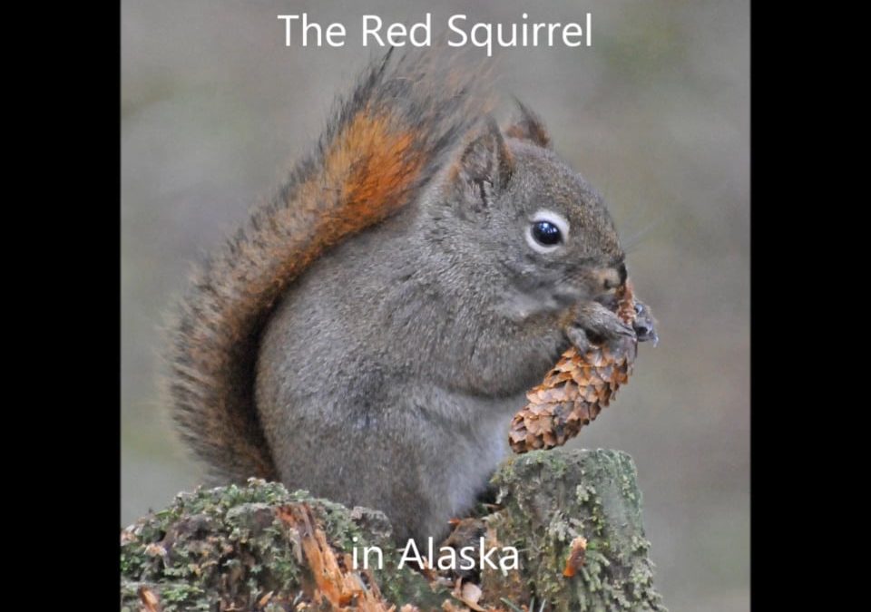 The Red Squirrel in Alaska