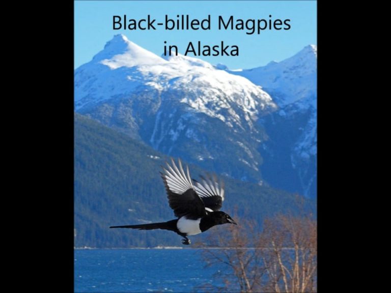 Black-billed Magpies in Alaska