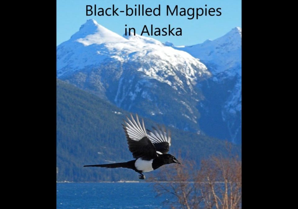 Black-billed Magpies in Alaska