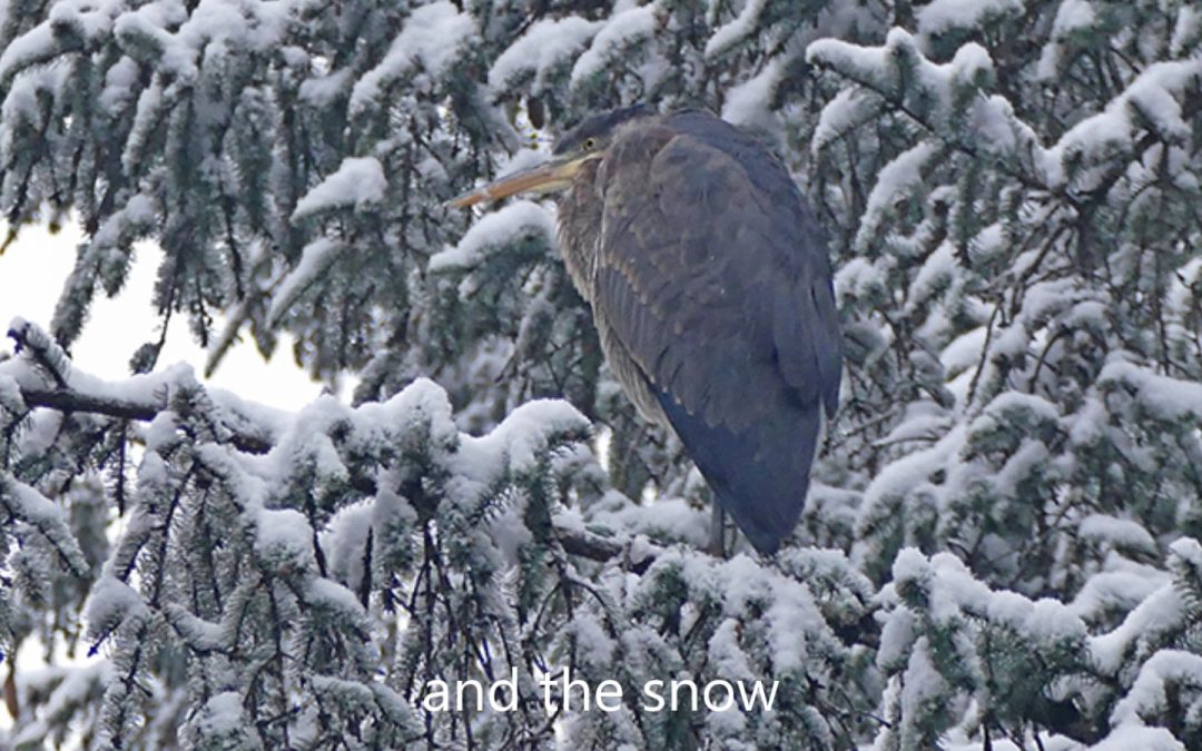 The Great Blue Heron in Alaska