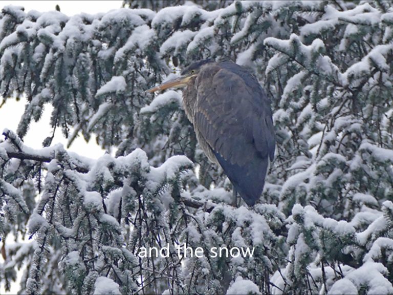 The Great Blue Heron in Alaska