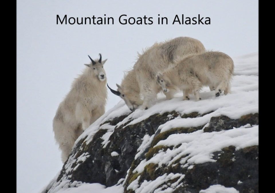 Mountain Goats in Alaska