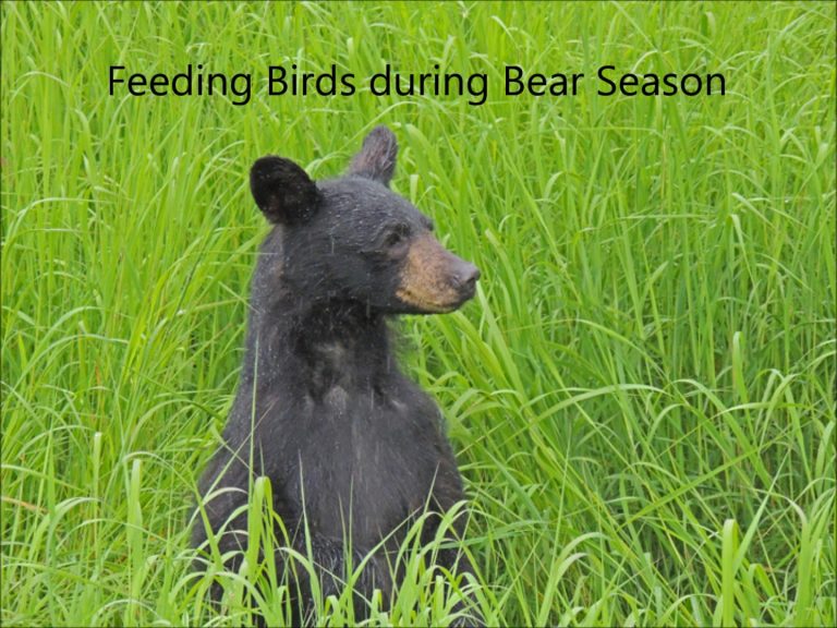 Feeding Birds during Bear Season in Alaska