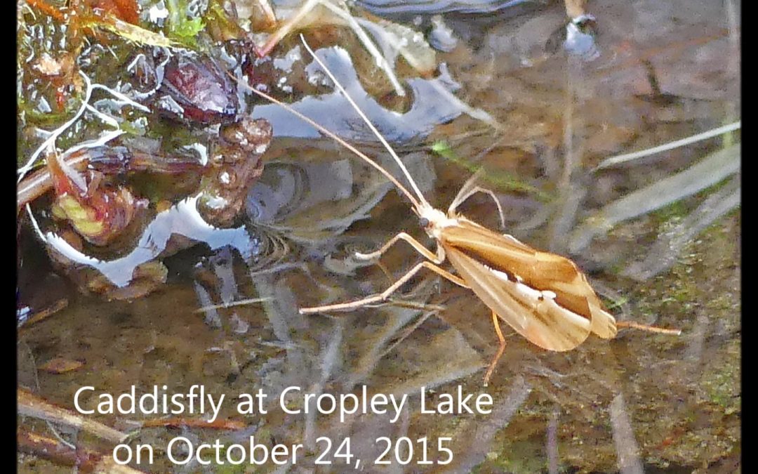 Caddisfly at Cropley Lake