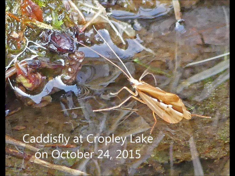 Caddisfly at Cropley Lake