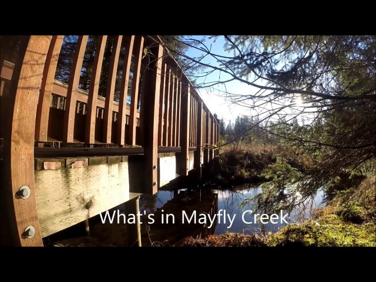 What’s in Mayfly Creek