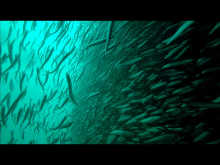 What the Lost GoPro saw
