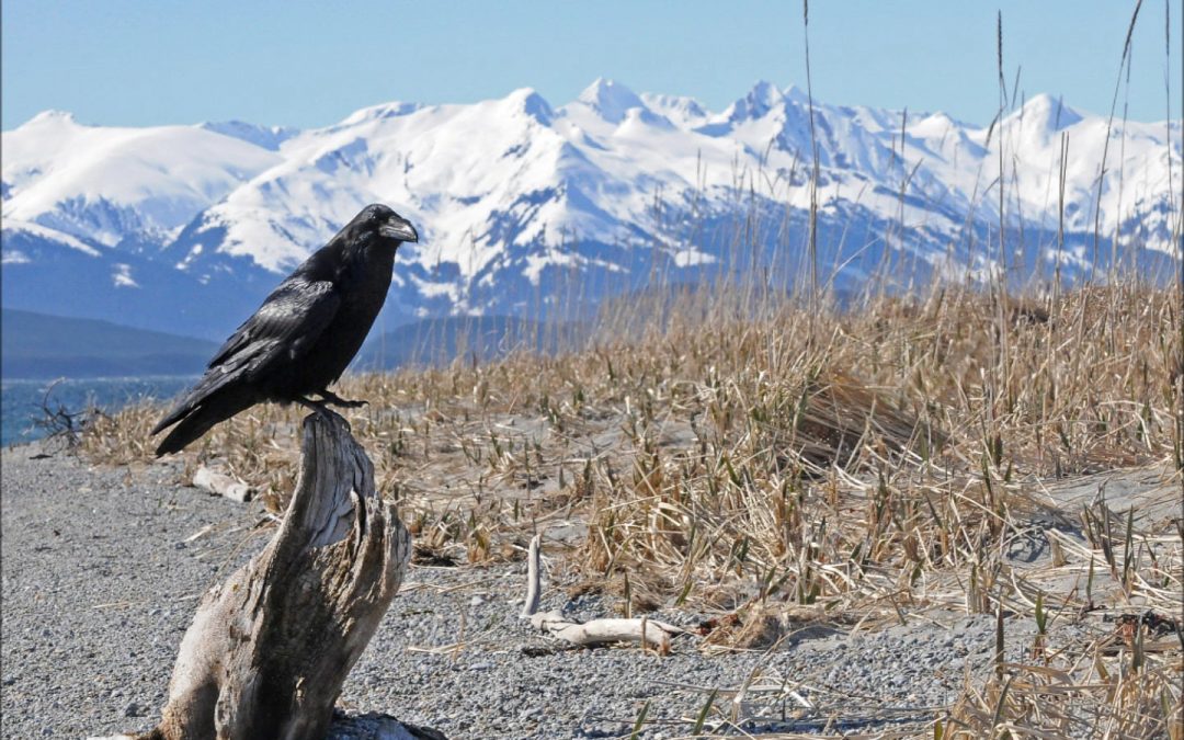 Juneau through Raven’s Eyes