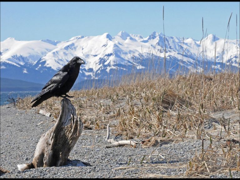Juneau through Raven’s Eyes
