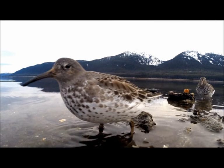 Rock Sandpipers in Winter