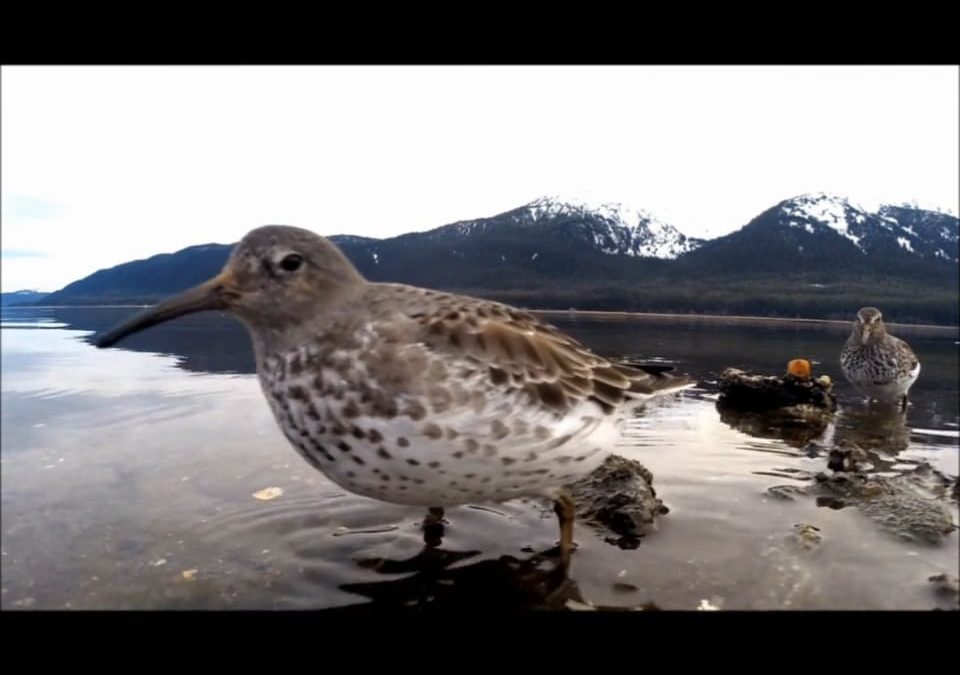 Rock Sandpipers in Winter