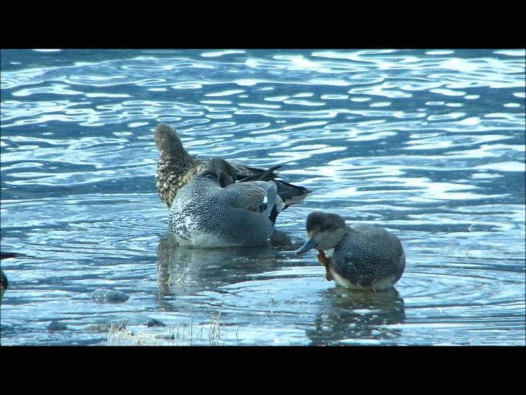 Gadwalls at Sheep Creek