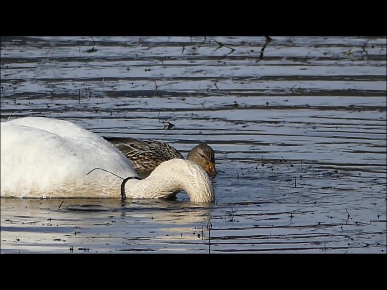 Trumpeter Swan Benefits Mallards