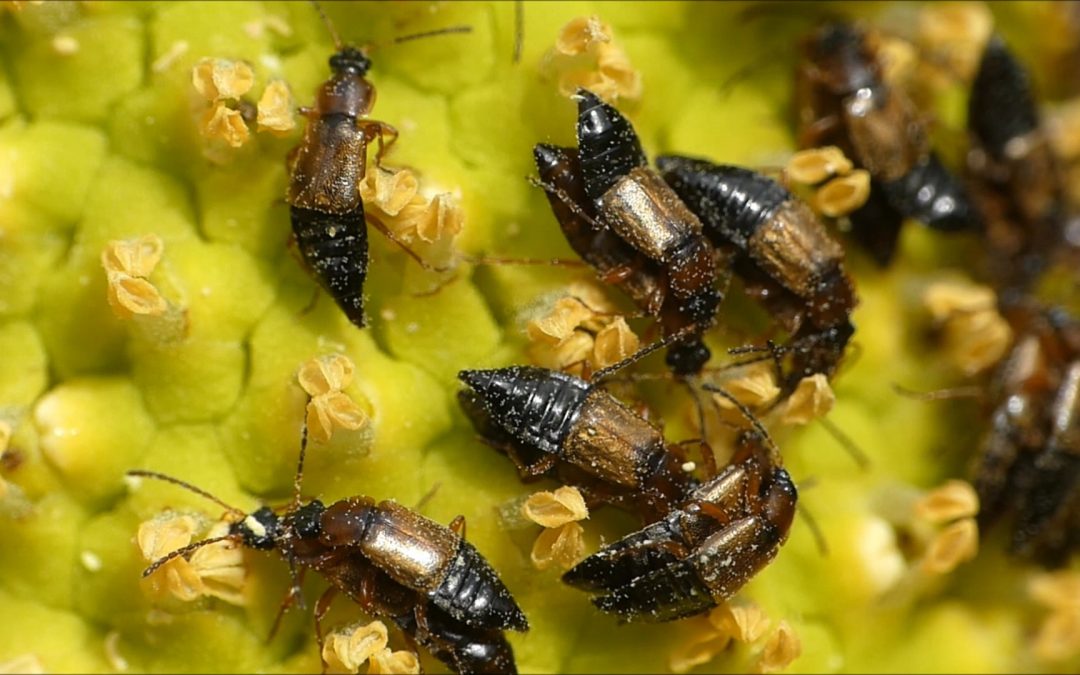 Beetles on Skunk Cabbage