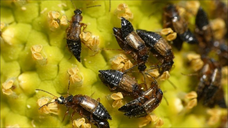 Beetles on Skunk Cabbage