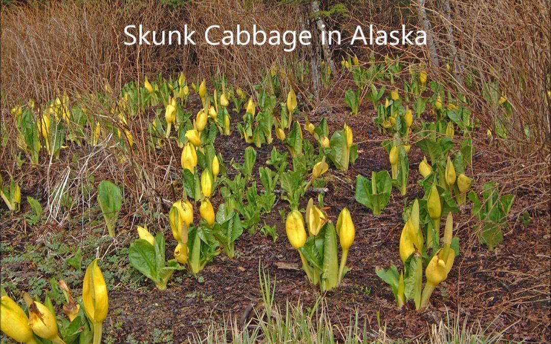 Skunk Cabbage in Alaska
