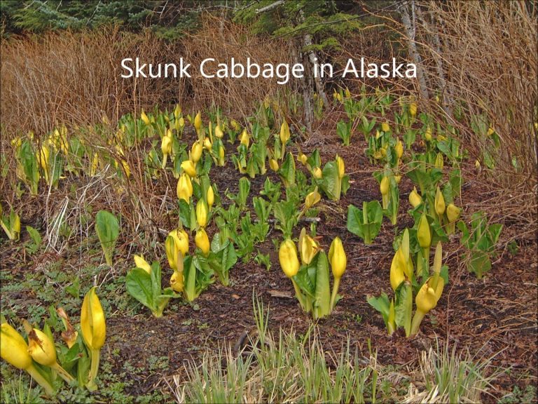 Skunk Cabbage in Alaska