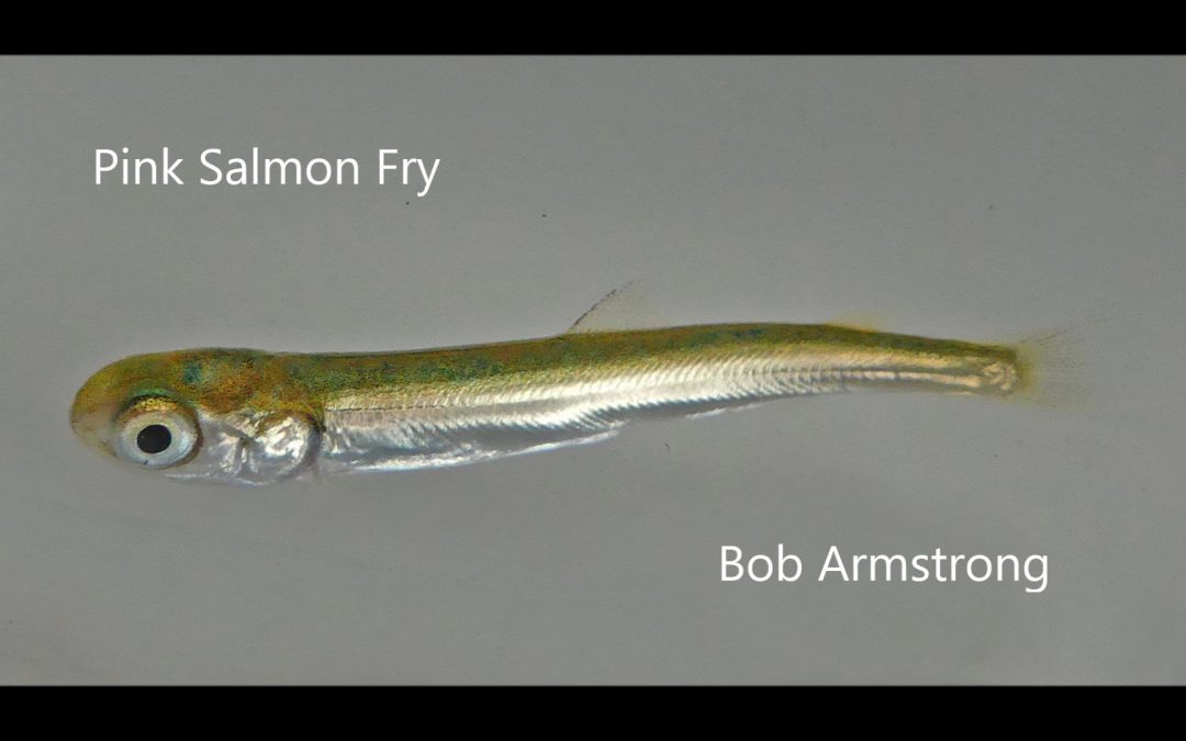 Salmon Fry in Saltwater