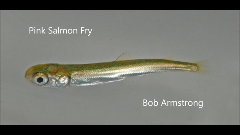 Salmon Fry in Saltwater