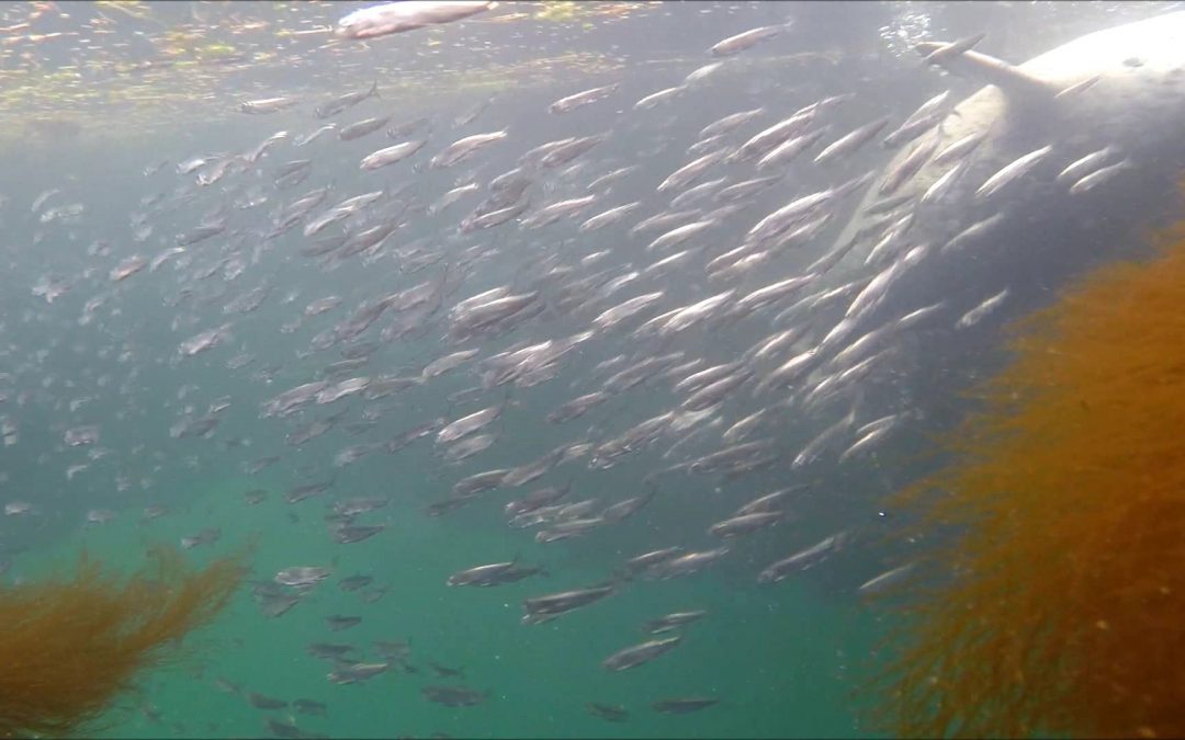 Harbor Seal after Herring