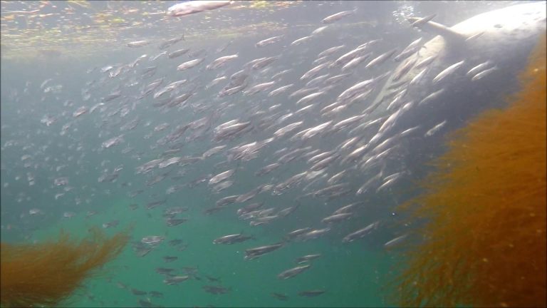 Harbor Seal after Herring