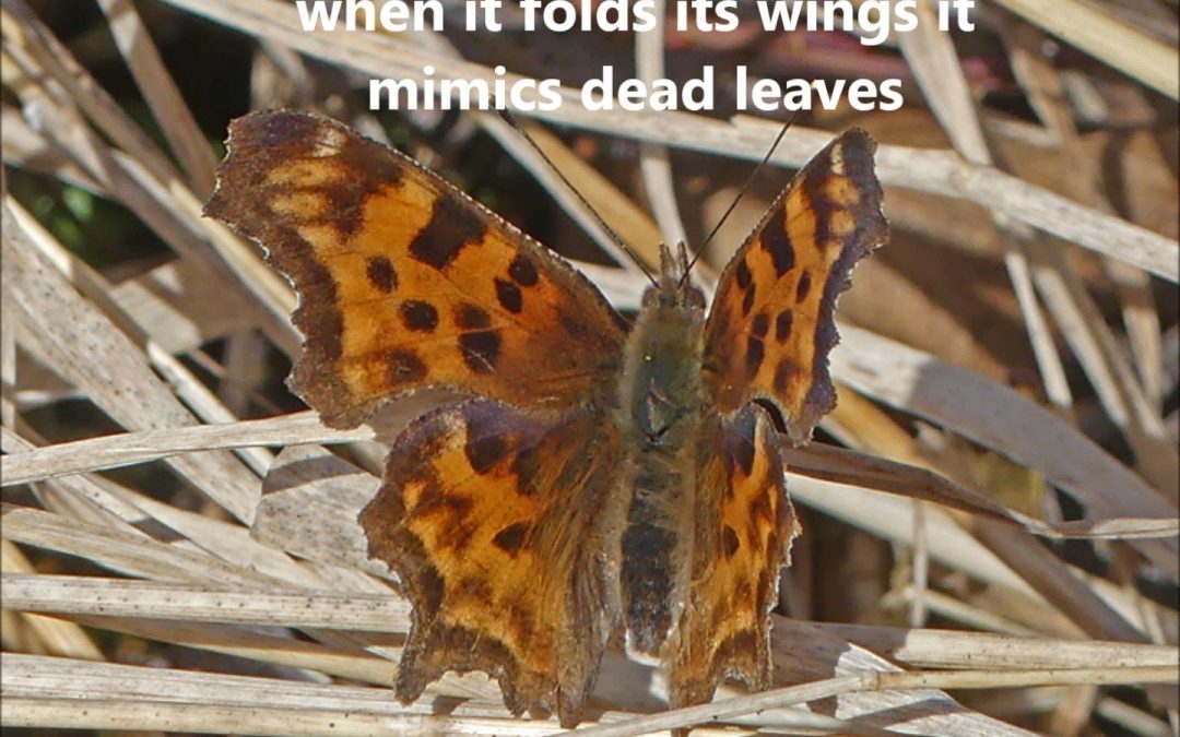 It Mimics Dead Leaves