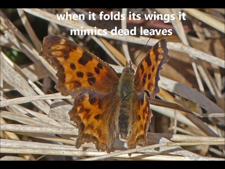 It Mimics Dead Leaves