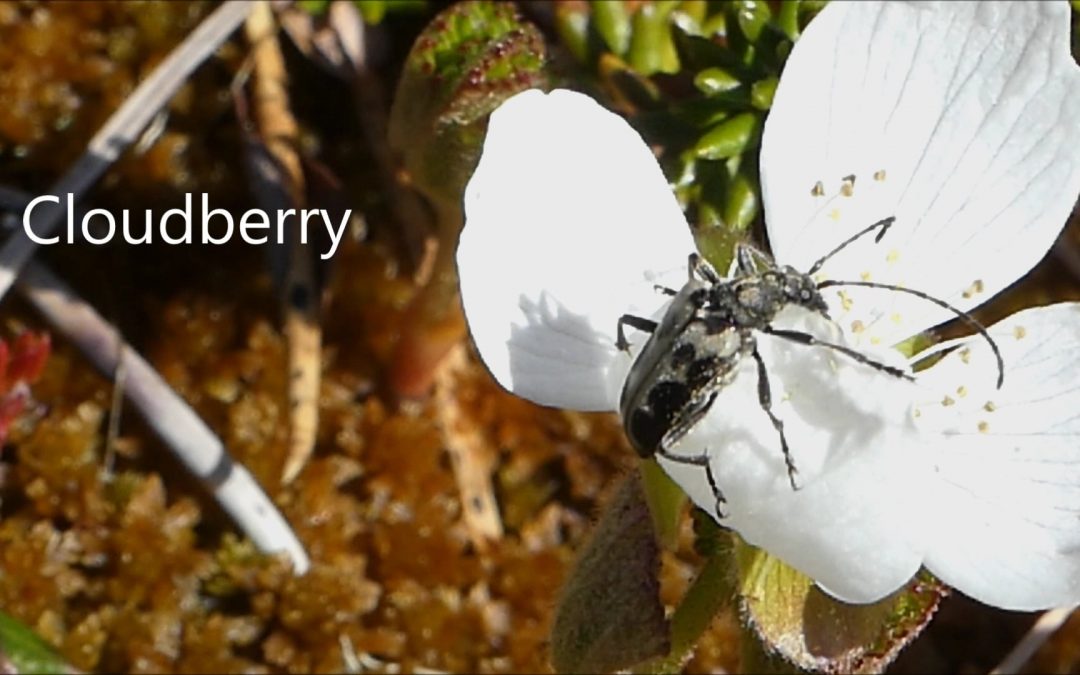 Cloudberry