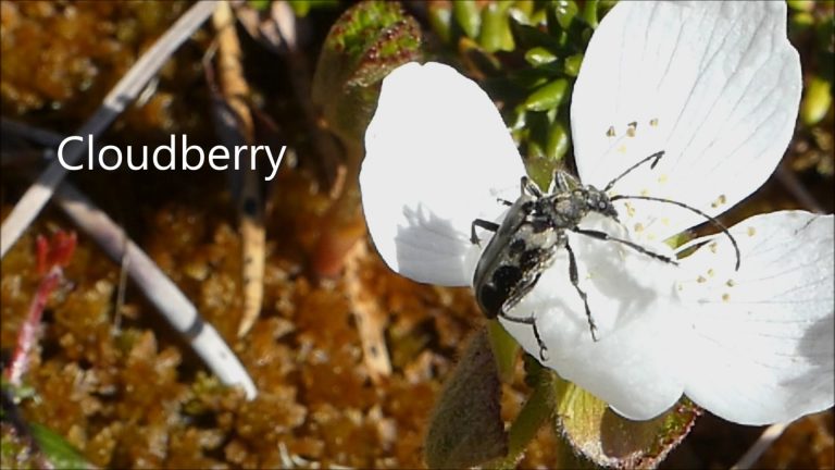Cloudberry