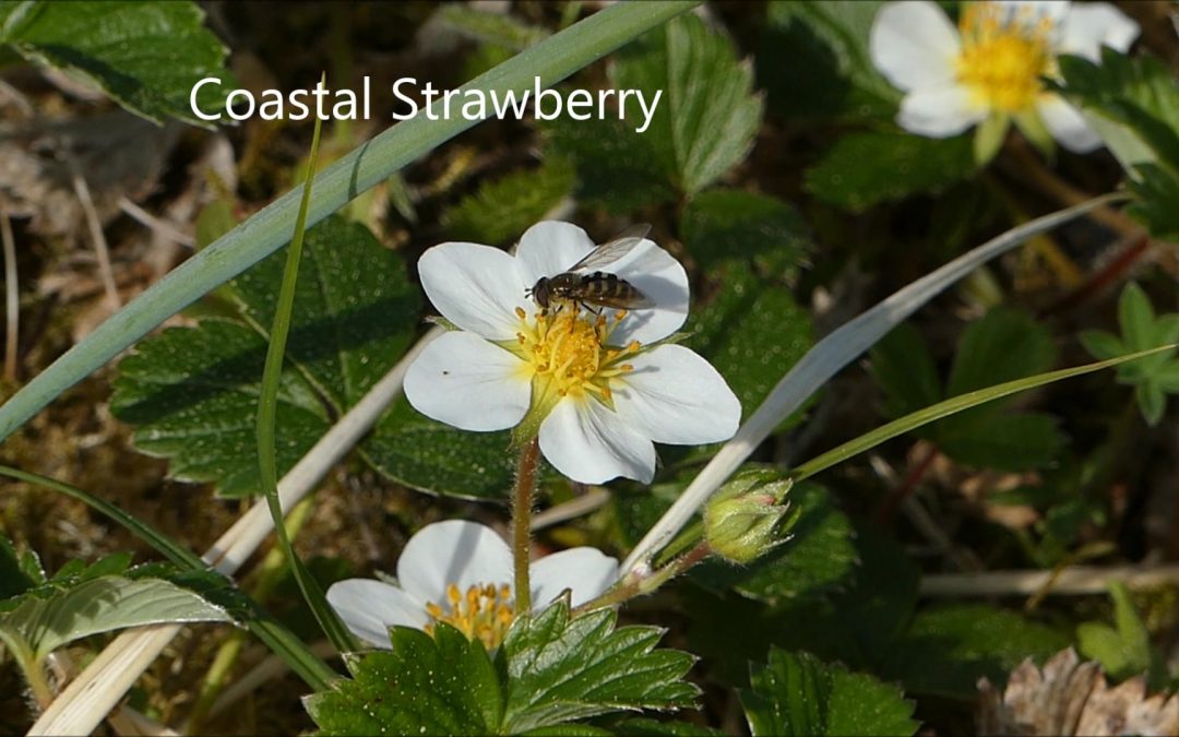 Coastal Strawberry