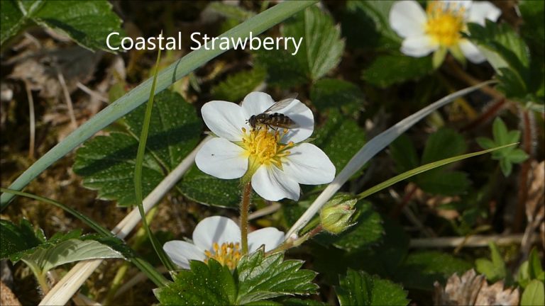 Coastal Strawberry