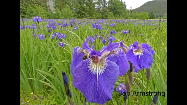 Wild Flag and Bumblebees