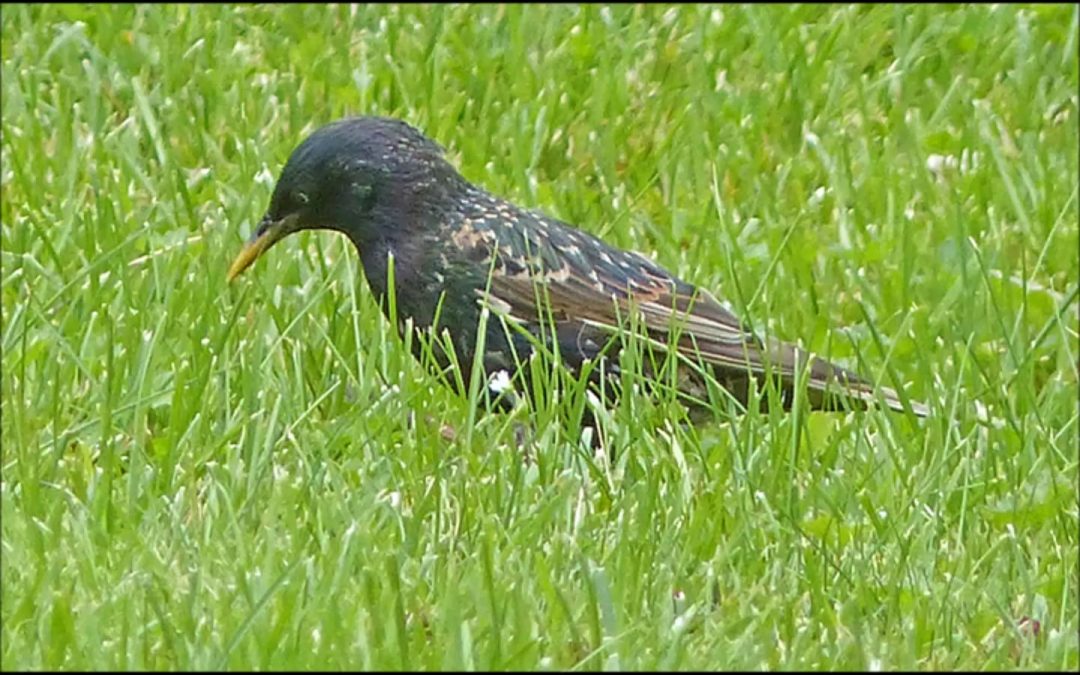 Starling Feeding Chicks