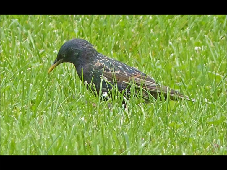 Starling Feeding Chicks