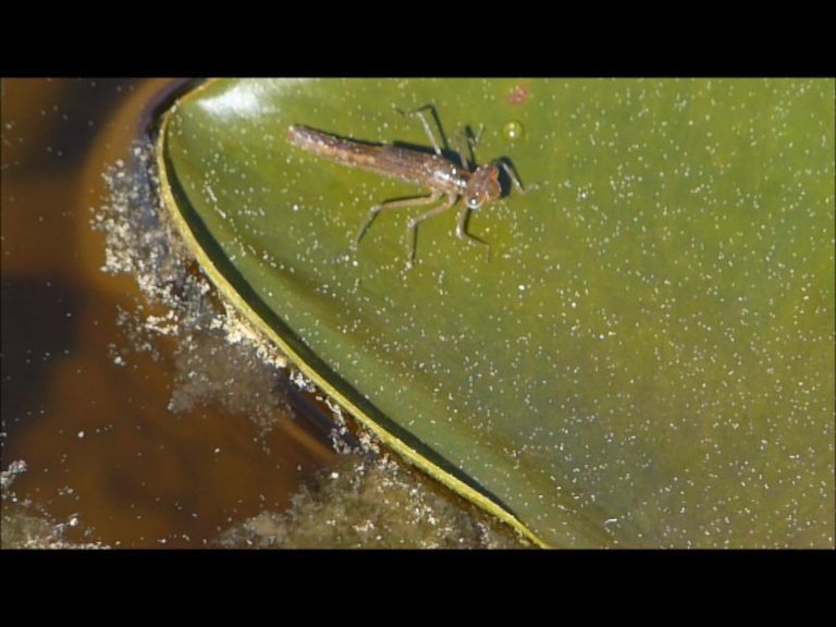 Damselfly Emerging from its Larval Exoskeleton