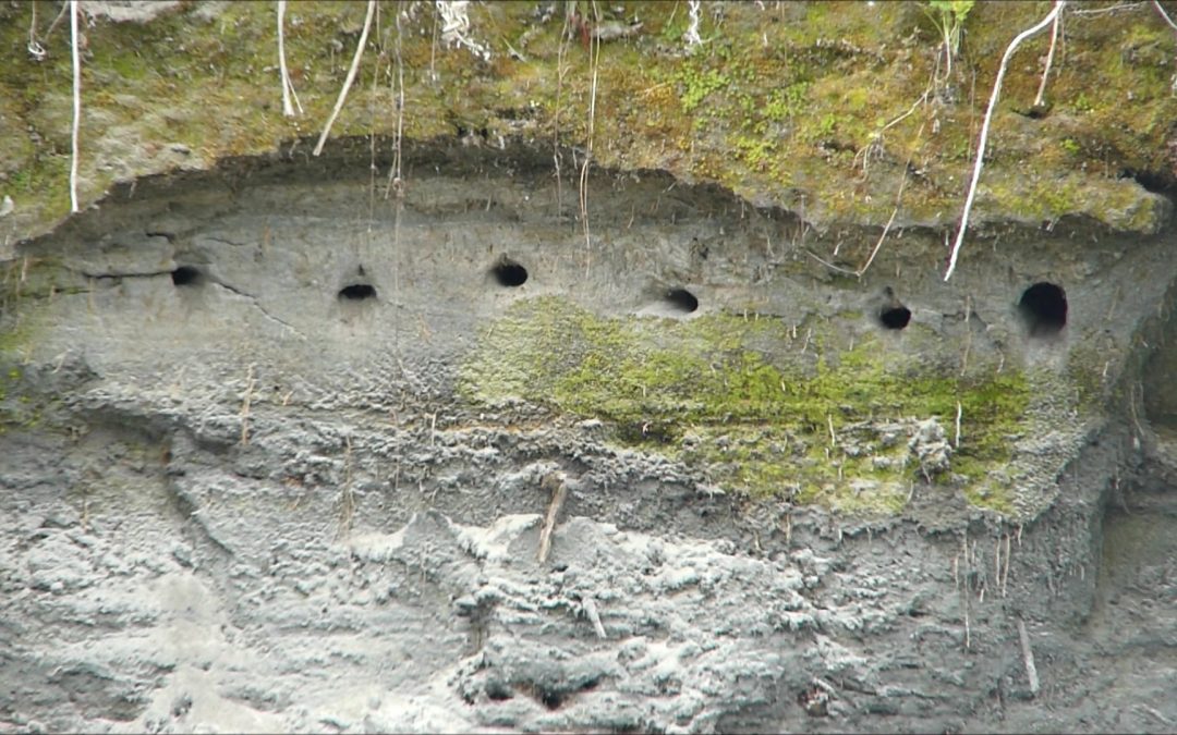 Bank Swallows Nesting in Juneau, Alaska