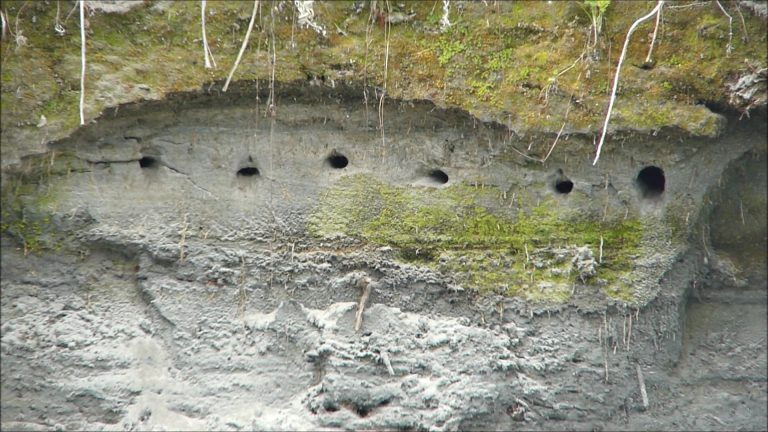 Bank Swallows Nesting in Juneau, Alaska