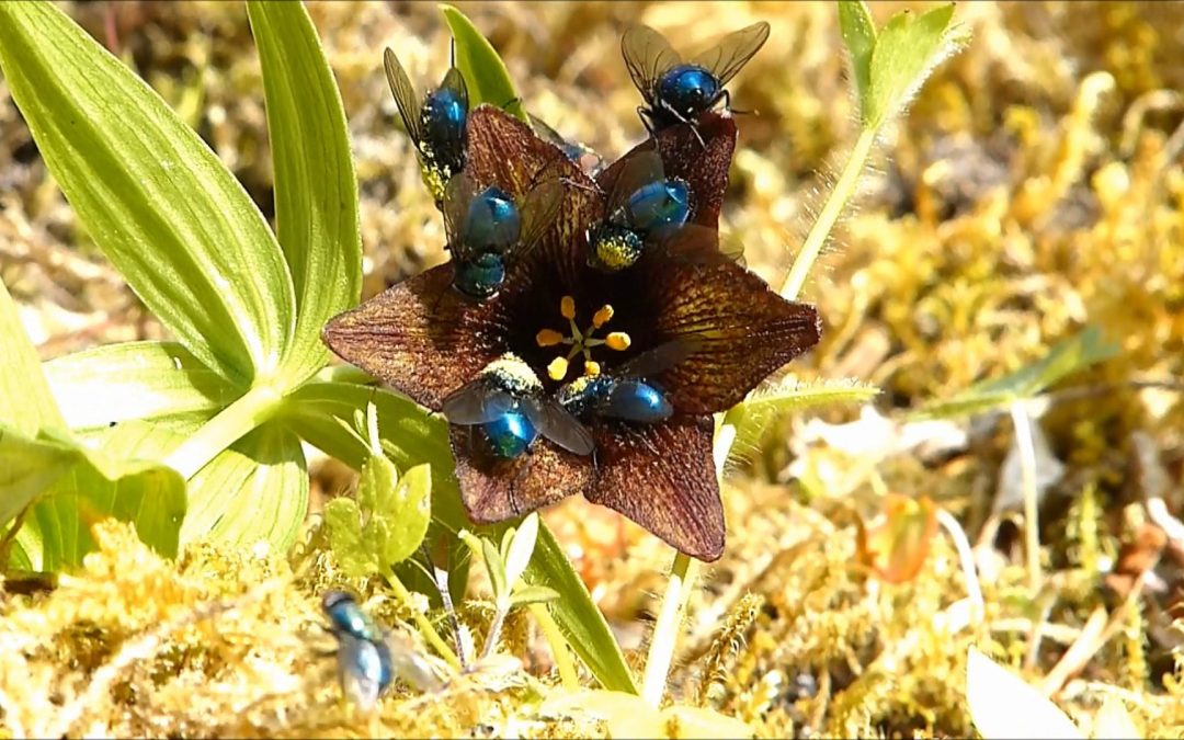 Rice Root Lilies and Blow Flies