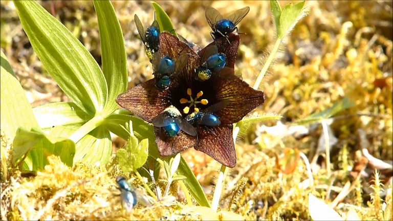 Rice Root Lilies and Blow Flies