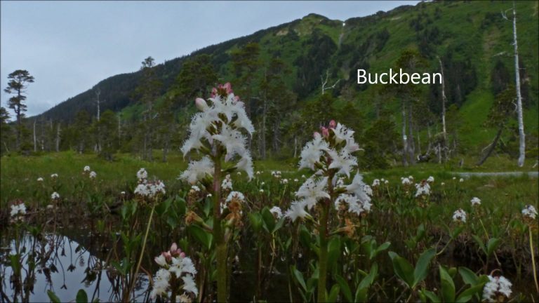 Buckbean