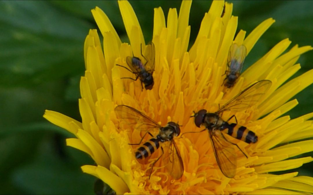 Dandelions in Alaska
