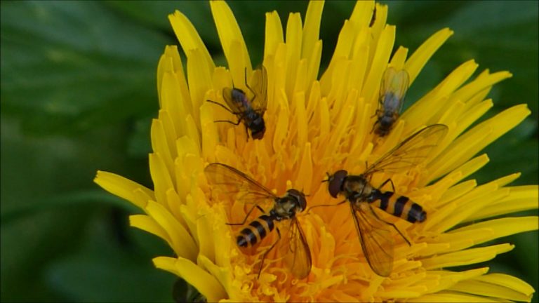 Dandelions in Alaska