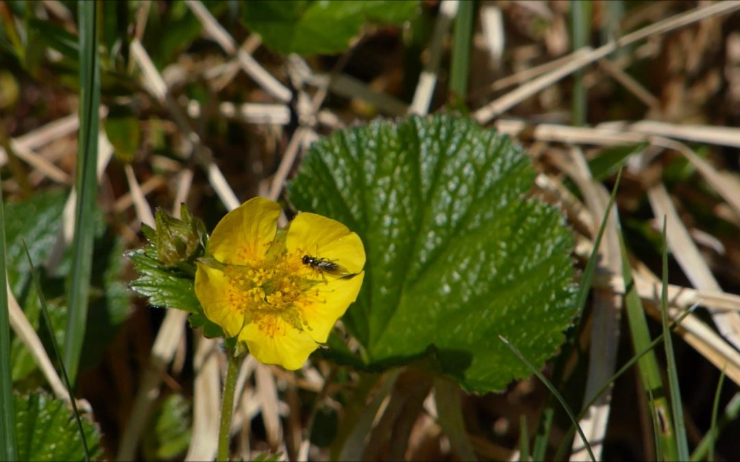Avens