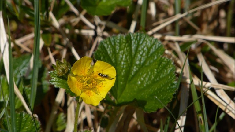 Avens