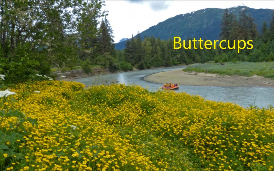 Buttercups